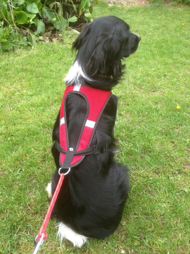 My Sprollie Donnie modelling the Second Skin harness, he has been my chief tester because he is such a strong puller!