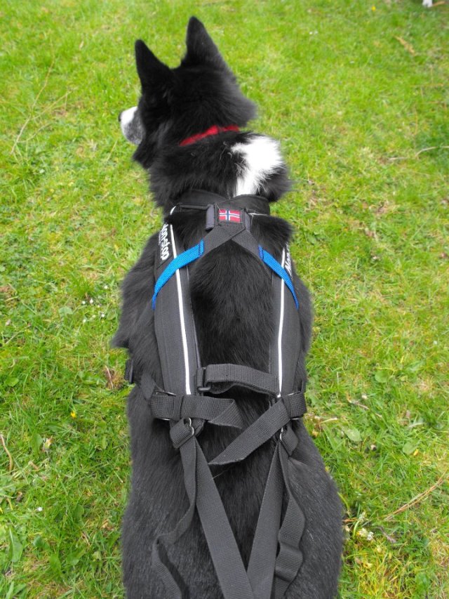 The spine of the dog is left free by the top straps and the harness can 'breathe' with the dog