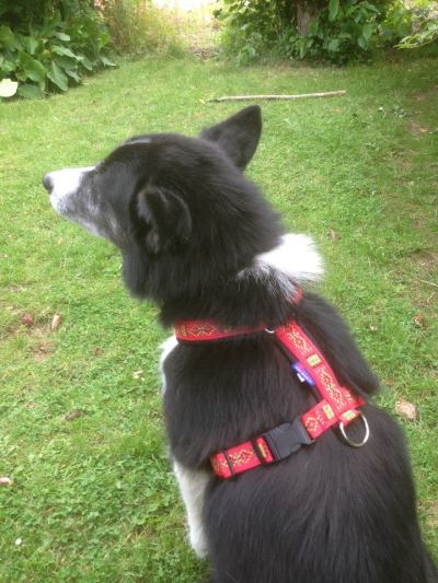 Start off with something really simple and lightweight to get your dog used to the feel of pulling in a harness