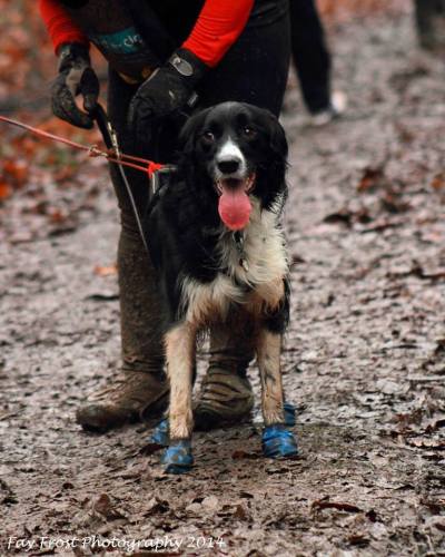 Your dog and harness can get very muddy, always rinse the harness off after a run to prevent any dried on mud rubbing your dog on your next run - Photo courtesy of Fay Frost Photography