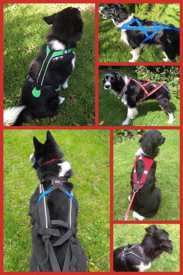 Harnesses come in so many shapes and styles now, it's worth getting help to choose the right one for your dog