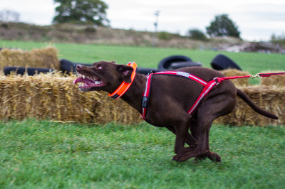 The Dragrattan Multi-Sport is proving to be a very popular choice of harness for dog sports this year - Photo courtesy of Hound and About Photography