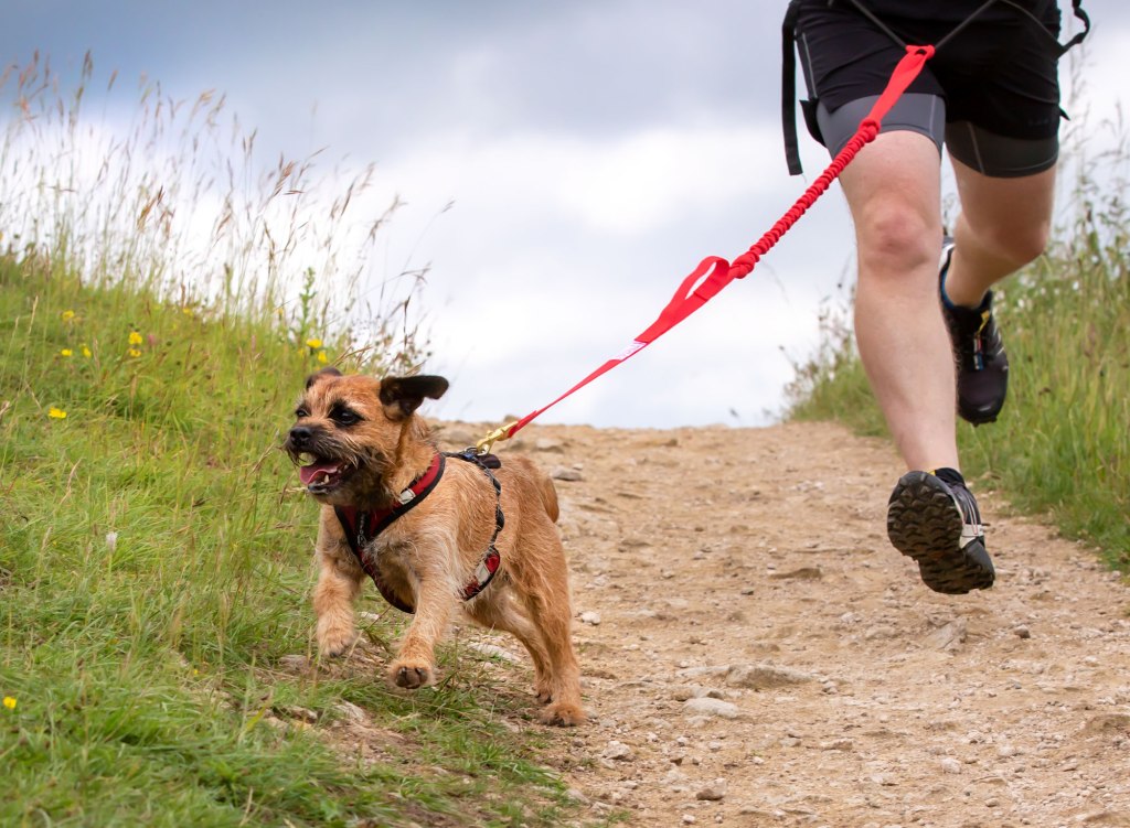 Small terrier running down a hill in the Zero DC Short dog sports harness